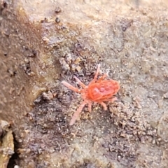 Trombidiidae (family) at Kowen, ACT - 13 Aug 2022