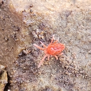 Trombidiidae (family) at Kowen, ACT - 13 Aug 2022 02:55 PM