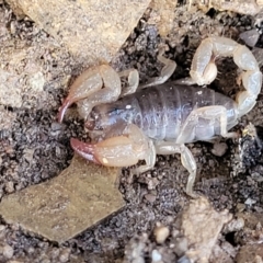 Urodacus manicatus (Black Rock Scorpion) at Kowen Escarpment - 13 Aug 2022 by trevorpreston