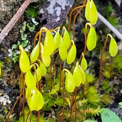 Rosulabryum sp. (A moss) at Kowen, ACT - 13 Aug 2022 by trevorpreston