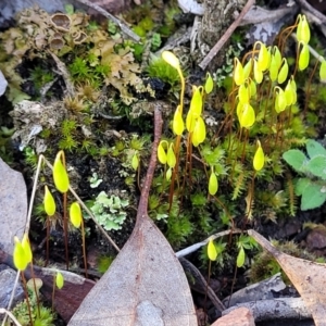 Rosulabryum sp. at Kowen, ACT - 13 Aug 2022