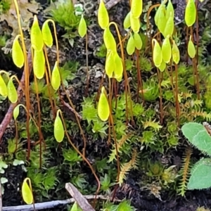 Rosulabryum sp. at Kowen, ACT - 13 Aug 2022