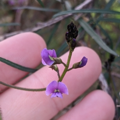 Glycine clandestina (Twining Glycine) at East Albury, NSW - 13 Aug 2022 by Darcy