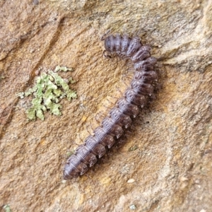 Dalodesmidae (family) at Kowen, ACT - 13 Aug 2022 03:00 PM