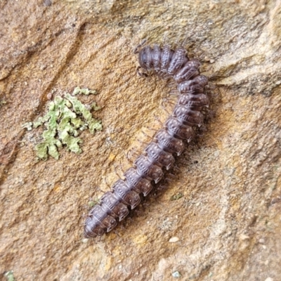 Dalodesmidae (family) (Dalodesmid flat-backed millipede) at Kowen Escarpment - 13 Aug 2022 by trevorpreston