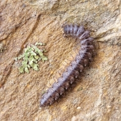 Dalodesmidae (family) at Kowen, ACT - 13 Aug 2022