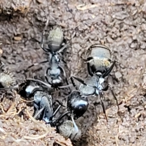 Camponotus aeneopilosus at Kowen, ACT - 13 Aug 2022 02:51 PM