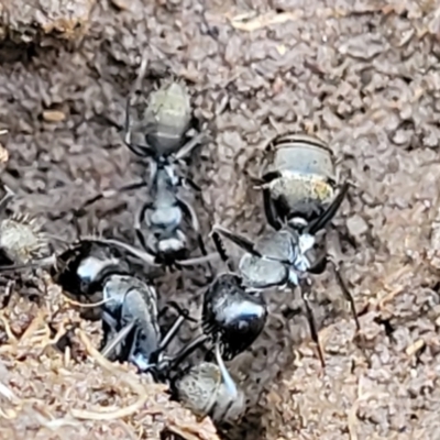 Camponotus aeneopilosus (A Golden-tailed sugar ant) at Kowen, ACT - 13 Aug 2022 by trevorpreston