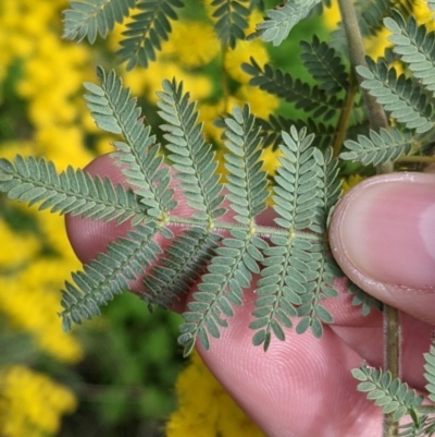 Acacia cardiophylla (Wyalong Wattle) at East Albury, NSW - 13 Aug 2022 by Darcy