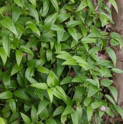 Asparagus asparagoides (Bridal Creeper, Florist's Smilax) at East Albury, NSW - 13 Aug 2022 by Darcy