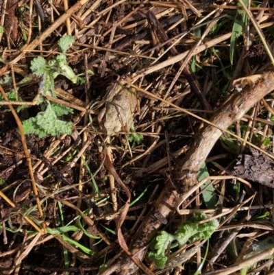 Unidentified Reptile and Frog at Hall, ACT - 13 Aug 2022 by Rosie