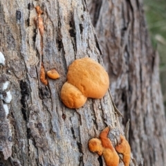 Pycnoporus sp. at East Albury, NSW - 13 Aug 2022 by Darcy