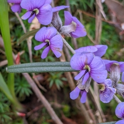 Hovea heterophylla (Common Hovea) at East Albury, NSW - 13 Aug 2022 by Darcy