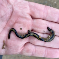 Caenoplana bicolor (Two-tone Planarian) at Environa, NSW - 13 Aug 2022 by Wandiyali