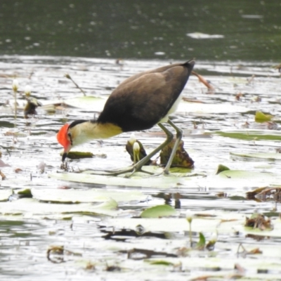 Irediparra gallinacea (Comb-crested Jacana) at Smithfield, QLD - 9 Aug 2022 by GlossyGal