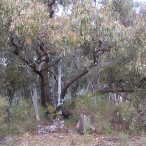 Eucalyptus goniocalyx at QPRC LGA - 5 Aug 2022