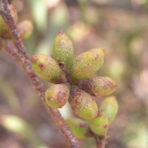 Eucalyptus goniocalyx at QPRC LGA - 5 Aug 2022