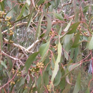 Eucalyptus goniocalyx at QPRC LGA - 5 Aug 2022