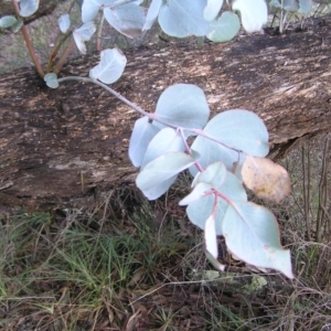 Eucalyptus goniocalyx at QPRC LGA - 5 Aug 2022