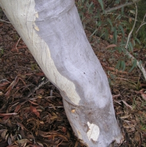 Eucalyptus rossii at Wamboin, NSW - 5 Aug 2022