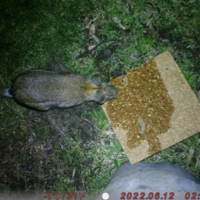 Oryctolagus cuniculus (European Rabbit) at Australian National University - 5 Aug 2022 by Grace