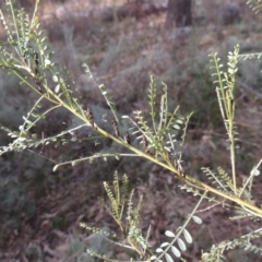 Indigofera adesmiifolia (Tick Indigo) at O'Malley, ACT - 16 Jul 2022 by michaelb