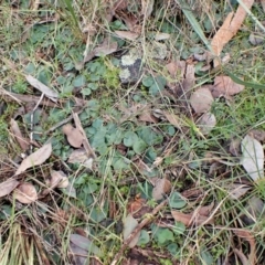 Corysanthes hispida at Aranda, ACT - 9 Aug 2022