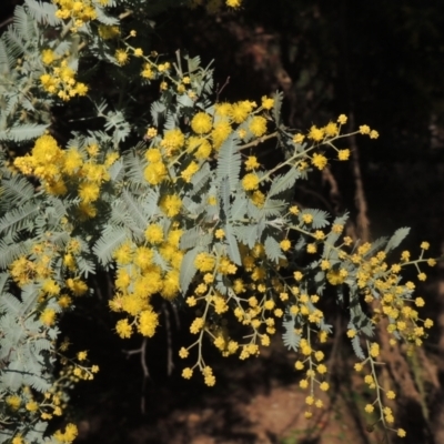 Acacia baileyana (Cootamundra Wattle, Golden Mimosa) at O'Malley, ACT - 16 Jul 2022 by michaelb