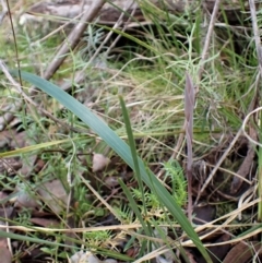 Lyperanthus suaveolens (Brown Beaks) at Aranda, ACT - 9 Aug 2022 by CathB
