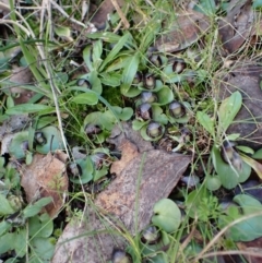 Corysanthes incurva (Slaty Helmet Orchid) at Aranda, ACT - 9 Aug 2022 by CathB