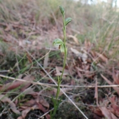 Bunochilus umbrinus (ACT) = Pterostylis umbrina (NSW) (Broad-sepaled Leafy Greenhood) by CathB