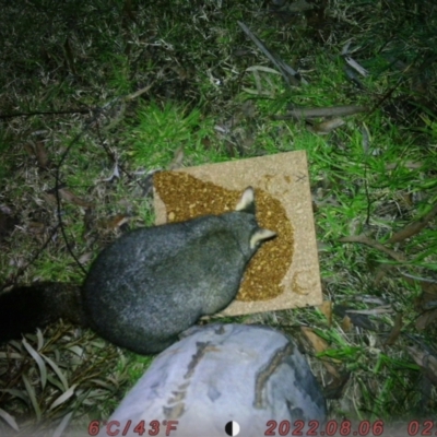 Trichosurus vulpecula (Common Brushtail Possum) at ANU Kingsley Precinct - 8 Aug 2022 by LillianW