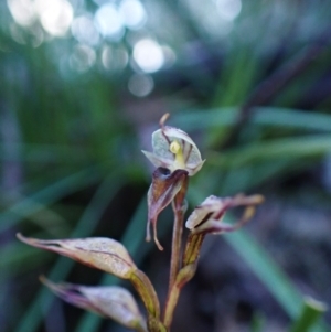 Acianthus collinus at Aranda, ACT - 1 Aug 2022