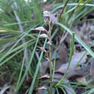 Acianthus collinus at Aranda, ACT - 1 Aug 2022