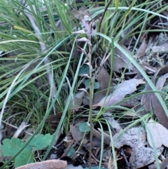 Acianthus collinus at Aranda, ACT - 1 Aug 2022