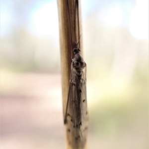 Limoniidae (family) at Molonglo Valley, ACT - 7 Aug 2022 01:45 PM