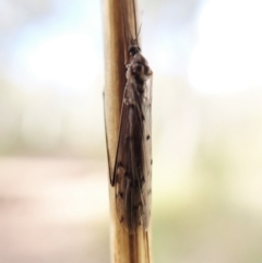 Limoniidae (family) at Molonglo Valley, ACT - 7 Aug 2022