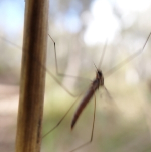 Limoniidae (family) at Molonglo Valley, ACT - 7 Aug 2022 01:45 PM