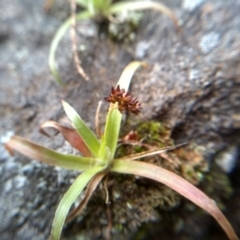 Luzula densiflora at Cooma, NSW - 13 Aug 2022