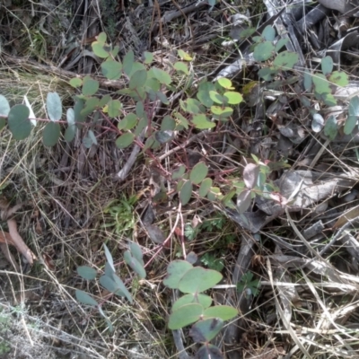 Eucalyptus bridgesiana (Apple Box) at Cooma, NSW - 13 Aug 2022 by mahargiani