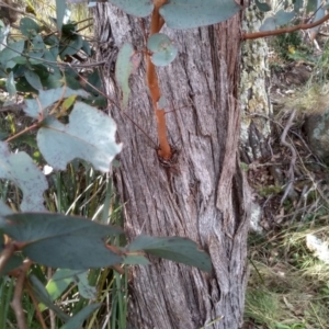 Eucalyptus dives at Cooma, NSW - 13 Aug 2022