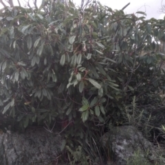 Photinia serratifolia (Chinese Photinia) at Cooma, NSW - 13 Aug 2022 by mahargiani