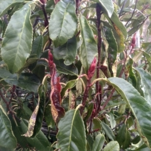 Photinia serratifolia at Cooma, NSW - 13 Aug 2022 03:37 PM