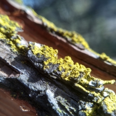 Lichen - crustose at Cooma North Ridge Reserve - 13 Aug 2022 by mahargiani