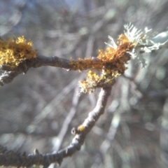 Teloschistes sp. (genus) (A lichen) at Cooma North Ridge Reserve - 13 Aug 2022 by mahargiani