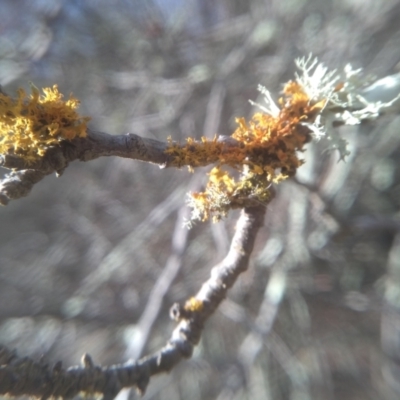 Teloschistes sp. (genus) (A lichen) at Cooma North Ridge Reserve - 13 Aug 2022 by mahargiani