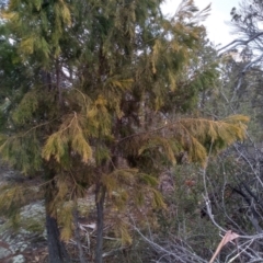 Exocarpos cupressiformis (Cherry Ballart) at Cooma, NSW - 13 Aug 2022 by mahargiani