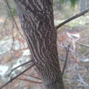 Exocarpos cupressiformis at Cooma, NSW - 13 Aug 2022