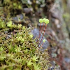 Philonotis sp. (A moss) at Aranda Bushland - 30 Jul 2022 by CathB