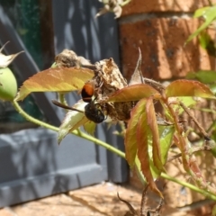 Eumeninae (subfamily) (Unidentified Potter wasp) at McKellar, ACT - 19 Mar 2022 by Birdy